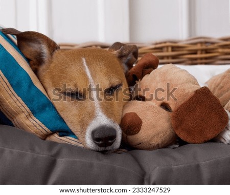 jack russell terrier dog resting having a siesta on his bed with his teddy bear, tired and sleepy