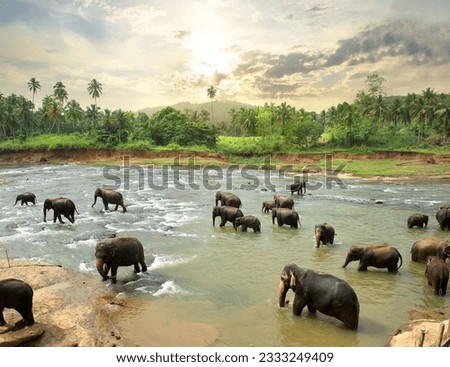 Elephants in water of jungle river, Sri Lanka