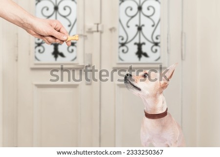 chihuahua getting a cookie bone treat for good behavior, dog waiting to go for a walk with owner