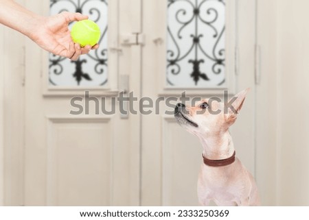 chihuahua dog waiting for owner to play with tennis ball and go for a walk with leash