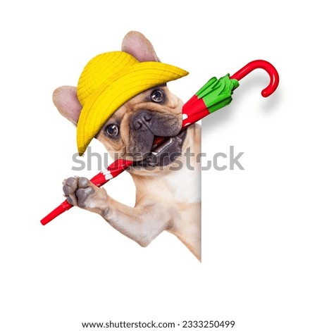 fawn french bulldog sitting and waiting to go for a walk with owner , prepared for rain and dirt,wearing rain boots , holding umbrella with mouth, isolated on white background