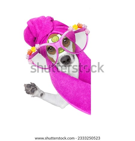 jack russell dog relaxing with beauty mask in spa wellness center , moisturizing cream mask and cucumber , isolated on white background