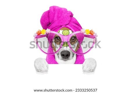 jack russell dog relaxing with beauty mask in spa wellness center , moisturizing cream mask and cucumber , isolated on white background
