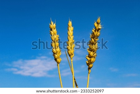 Three ears of ripe yellow wheat against the background of a bright blue sky symbolize the trident - the coat of arms of Ukraine. Russian-Ukrainian war, the trident is a symbol of Ukraine's victory.
