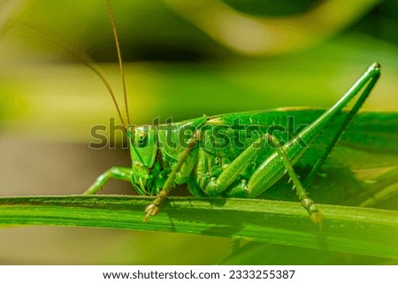 Tettigonia viridissima. Great green bush-cricket. Female Nymph sitting on grass. long horned grasshoppers insect. large species of katydid or bush-cricket. Scientific Tettigoniidae Royalty-Free Stock Photo #2333255387