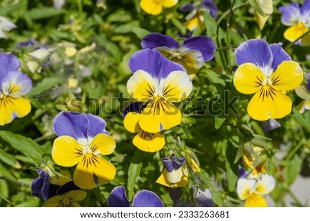 Purple Violet Pansies, Tricolor Viola Close up, Flowerbed with Viola Flowers, Heartsease, Johnny Jump up or Three Faces in a Hood Flower Texture Background Royalty-Free Stock Photo #2333263681