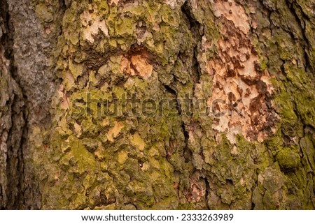 Mossy growing on the cracked and wrinkled bark of a tree.