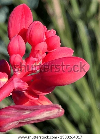 Red Hesperaloe parviflora flower close up detail 2