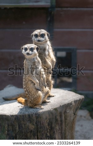little meerkats in the zoo suricate 