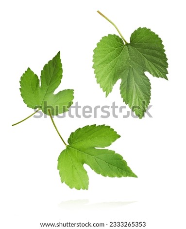 Fresh green hops leaves plant falling in the air isolated on white background