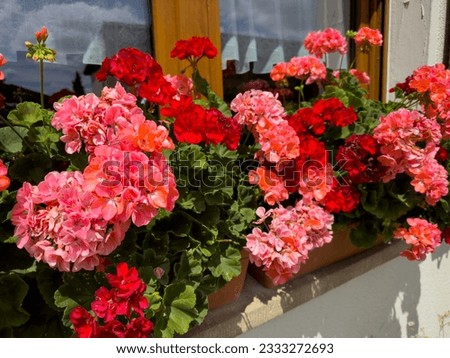 Natural Geranium red flowers near window, Germany. Hanging pink rose geranium bloom, rustic style. Royalty-Free Stock Photo #2333272693