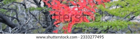 Photography of a branch of a tree whit red autumn leaves