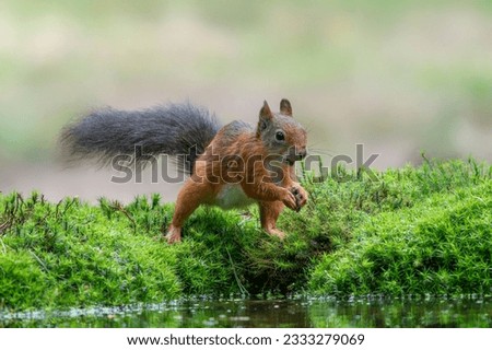 Eurasian red squirrel (Sciurus vulgaris) searching for food in the forest in the Netherlands.                                                          Royalty-Free Stock Photo #2333279069