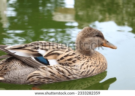 green duck and beatiful photography