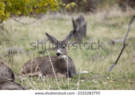 Deer in Zion National Park, Utah.