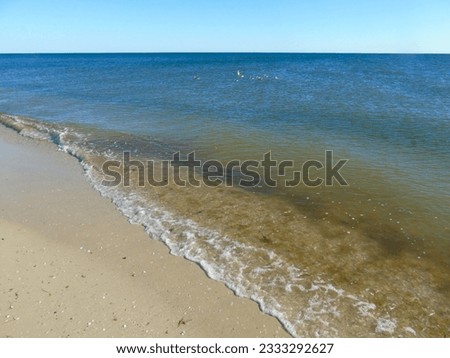 Several seabirds swim on the waves of the sea coast. View in perspective, near the beach. Beyond the horizon is a clear sky