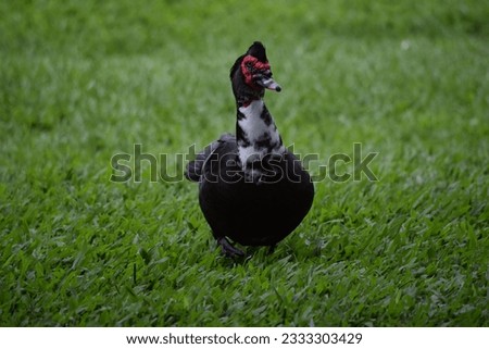 metal muscovy duck standing portrait