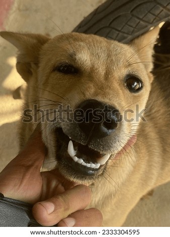 dog, handsome dog, brown dog, smiling dog, funny, funny pictures, funny jokes