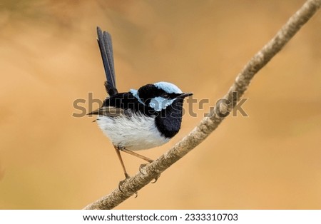 Superb Fairy-wren (Malurus cyaneus) perched on a branch, selective focus with an isolated back ground with copy space.