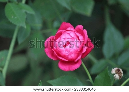 Closeup of a pink damask rose flower with a blurred background of leaves