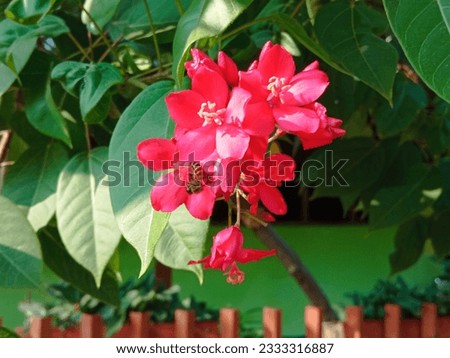 peregrina Flower is a flower that has a very beautiful pink color, suitable for use on your display screen

