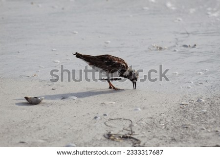 Closeup of a small bird walking over the shore of a beach looking for food