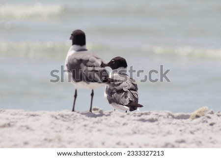 Two seagulls standing near the sea shore on the beach
