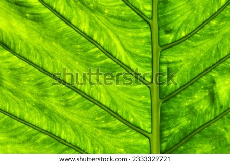part of elephant ear plant's leaf with details from backlight behind