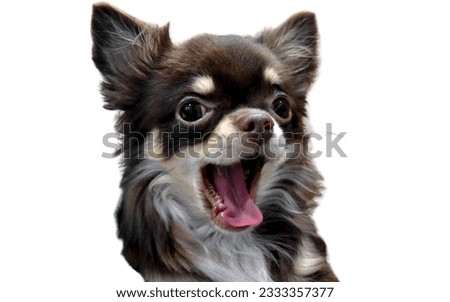 Brown haired Chihuahua puppy with open mouth