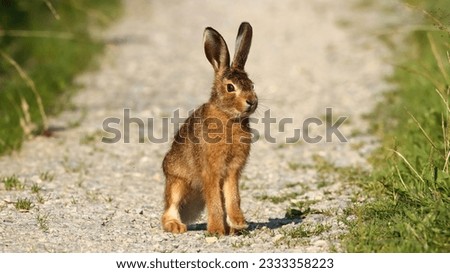 Young brown hare sitting on a field path. 