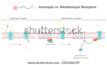 Ionotropic versus metabotropic receptors vector illustration diagram Royalty-Free Stock Photo #2333366159