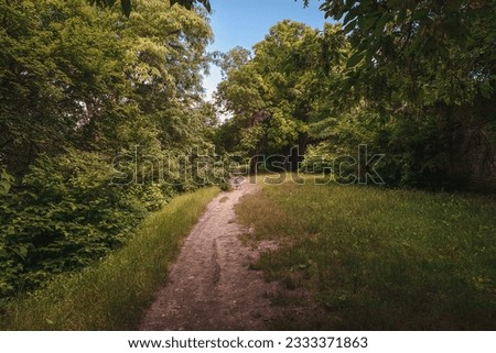 A winding dirt trail through a green forest on a sunny summer day. A path surrounded by green bushes. The scene of a forest trail. Forest trail. A path in the forest.