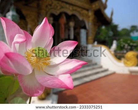 lotus flower in the temple. Chiang Mai Thailand