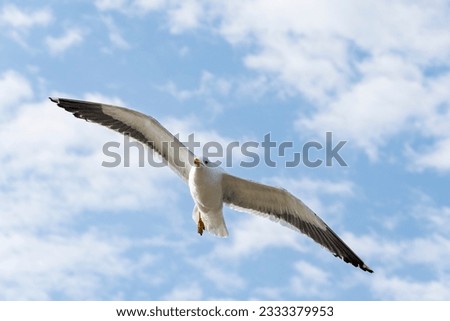 Seagull flying in the blue sky clouds. Peruibe, Brazil. Gull, Laridae, a large gull, isolated on sky background. Royalty-Free Stock Photo #2333379953
