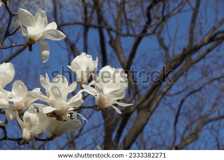 magnolia blooming in spring in japan