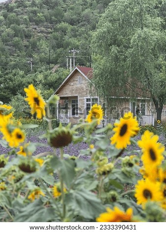 
a sunflower farm with a pretty little house like in the fairy tales