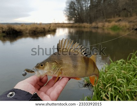caught a perch in a wild river in autumn. fishing in Europe. Royalty-Free Stock Photo #2333392015