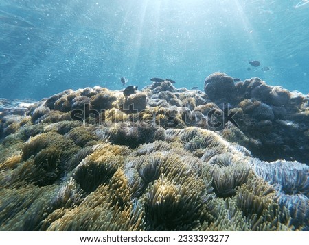 deep sea beauty island in Thailand 