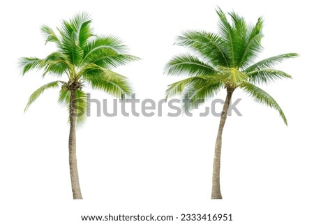 Coconut palm tree isolated on white background. Royalty-Free Stock Photo #2333416951