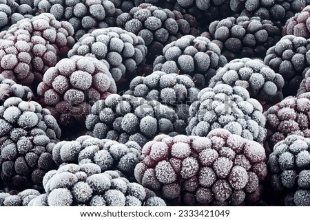 Macro photo of frozen blackberries as background. Blackberries covered by hoarfrost.