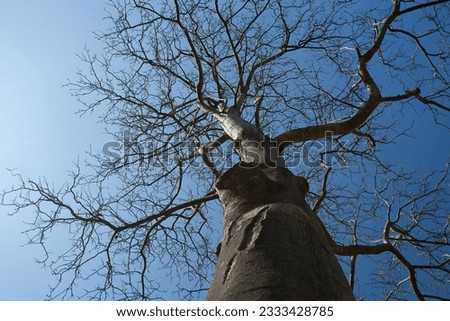 Leafless tree.Photo of trees without leaves Shoot from the trunk up to the top at close range. with the sky in the background.