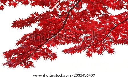 Bright red maple leaf on a white background. Royalty-Free Stock Photo #2333436409