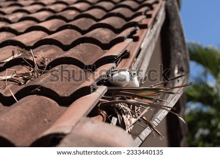 Birds nesting under old roof that loose or broken tiles and eaves. Royalty-Free Stock Photo #2333440135