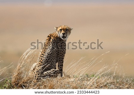 A cheetah is sitting and looking up against a golden backdrop