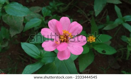 Realistic photo of pink zinnia flower in the garden on blurred background taken from up angle. Nature wallpaper. Perfect for wallpaper, design graphic, or template background.