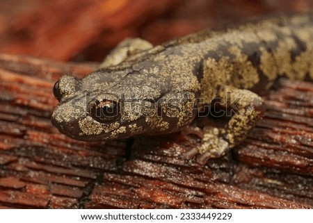Natural facial closeup on a gorgeous colored adult Clouded salamander, Aneides ferreus in northern California