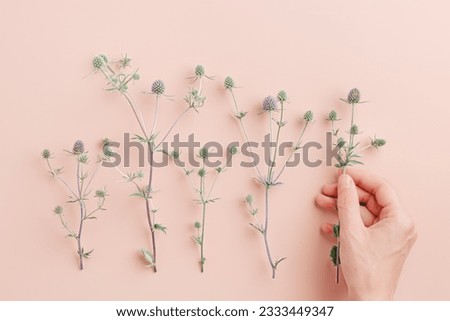 Green prickly flowering plants on pink, woman hand put one flower. Delicate lifestyle minimal photo pastel colored. The sea holly or eryngo aesthetic holiday flat lay, top view, romantic day concept Royalty-Free Stock Photo #2333449347