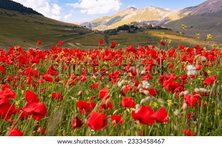Poppy flowers blooming on summer meadow