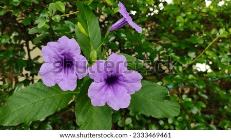 Purple flowers nature wallpaper space for text
