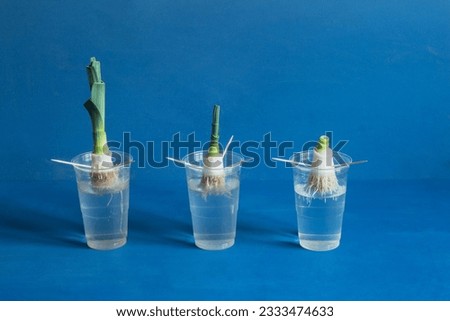 Three leek roots displaying different stages of growth in transparent plastic cups filled halfway with water, showcasing the changes in both the roots and leaves against a blue studio background.